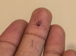 El dengue se considera actualmente una de las enfermedades infecciosas más frecuentes del mundo. ARCHIVO /