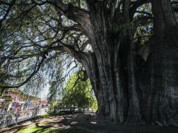 IMPRESIONANTE. Con sus 58 metros de grosor, el Tule es uno de los símbolos milenarios con los que cuenta la ciudad.  /