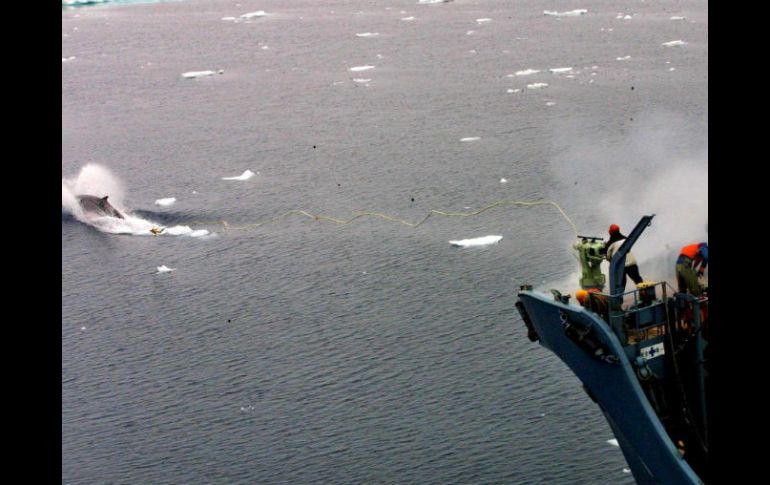 El veredicto es un gran triunfo para Australia y grupos ambientalistas que se oponen a la caza de ballenas por razones éticas. EFE /