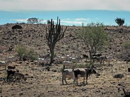 El informe señala que las altas temperaturas recortarán el crecimiento económico entre 0.2% y 2% anual.  /