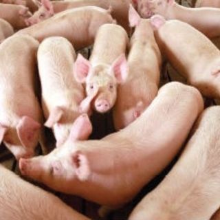 Virus afecta a porcicultura en el país