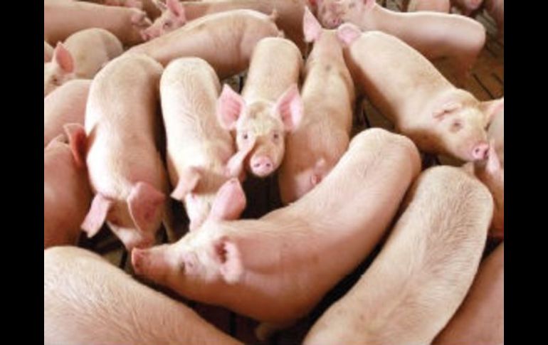Golpe. La diarrea porcina afectó ya a 28% de los cerdos en el país. AFP /
