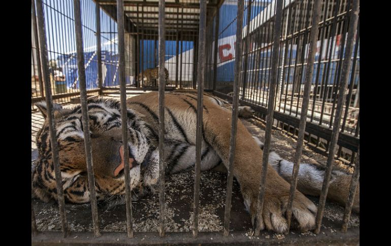 La iniciativa tiene el objetivo de prohibir utilizar animales para espectáculos públicos, sobre todo en los circos. ARCHIVO /