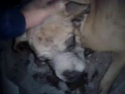 La grabación muestra al perro que se encontraba con la mitad de su cuerpo atrapado, saliendo a la intemperie su cabeza y sus dos patas. ESPECIAL /