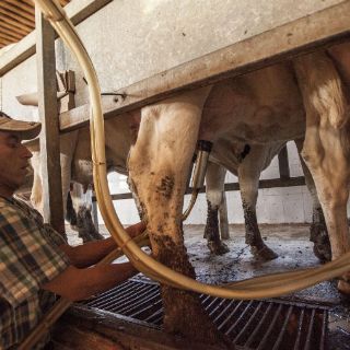 Lecheros de Jalisco están en recuperación, afirma Seder