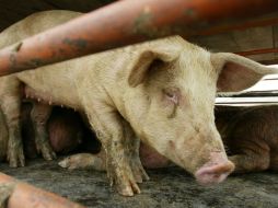 Admiten que no se erradicó el virus porque no existe hasta ahora un tratamiento con esa eficacia. ARCHIVO /