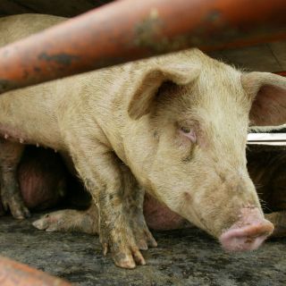 Etapa crítica de diarrea porcina fue superada en Jalisco