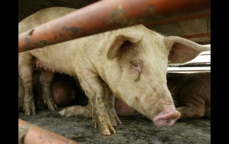 Admiten que no se erradicó el virus porque no existe hasta ahora un tratamiento con esa eficacia. ARCHIVO /