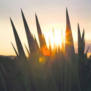 Tequila brinda con música