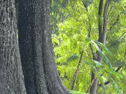 Proyecto. La atmósfera del bosque se nutrirá de sonidos para sorprender a los asiduos visitantes a este parque.  /