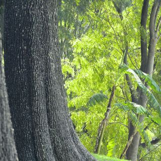 Colomos se llenará de ecos