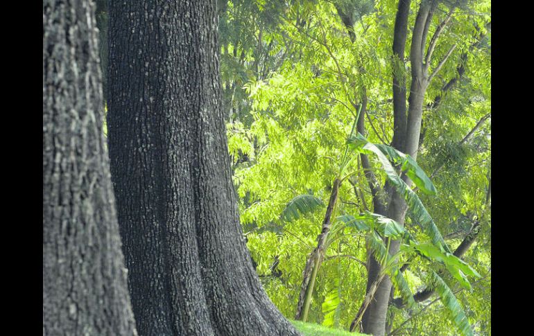 Proyecto. La atmósfera del bosque se nutrirá de sonidos para sorprender a los asiduos visitantes a este parque.  /