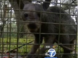 El animal, aún no identificado, tiene un aspecto similar al de un perro y es color gris. ESPECIAL /