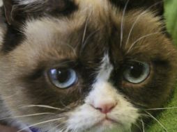 Grumpy nació pequeña y sufre de enanismo felino y titubea un poco cuando camina, lo que ha hecho que sea más popular. AP /