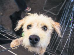 Algunos convierten a sus perros en pequeñas personas.  /