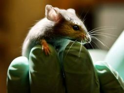 Los ratones tratados comenzaron a producir linfocitos T, que combaten las infecciones. ESPECIAL /