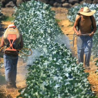EU alista programa de visas de trabajo temporal, señala Wayne