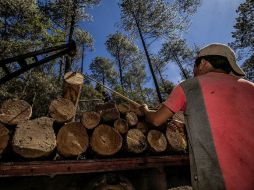 La madera equivale a casi nueve mil árboles. Se inmovilizaron 11 vehículos, maquinaria y equipos. ARCHIVO /