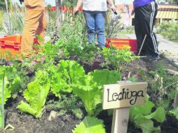 Los huertos pueden ser hasta 15 veces más productivos que las fincas rurales. ESPECIAL /