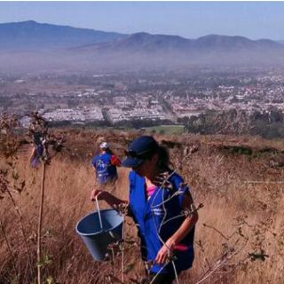 Extra riega árboles plantados en Cerro del Tesoro