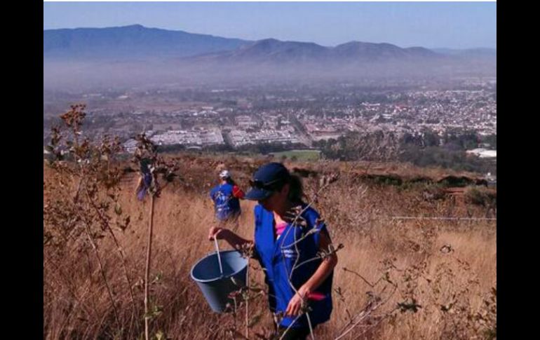 Extra había plantado cerca de 500 árboles en las inmediaciones del Santuario de Los Mártires, en el Cerro del Tesoro.  /