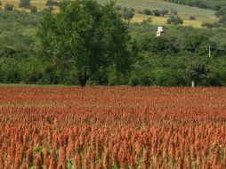 Con la instalación de la Comisión Permanente para la Reforma del Campo se planea hacer más eficiente el campo mexicano. ARCHIVO /