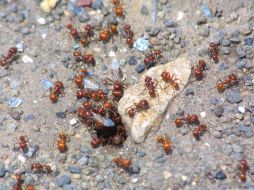 La picadura de las hormigas que viven en esos árboles es mucho más potente que de la abeja y puede ser letal. ARCHIVO /