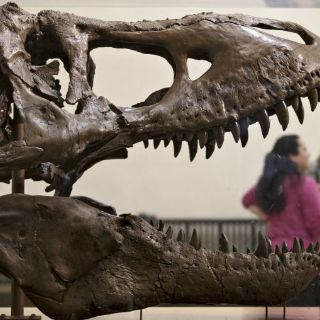 Uno de los fósiles más completo de tiranosaurio llega al Smithsonian
