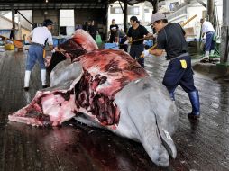 El anuncio pone en evidencia que Japón no ha abandonado sus planes de seguir cazando ballenas. EFE /