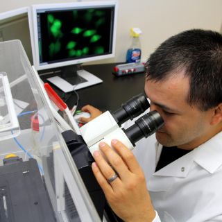 Científicos clonan células adultas para crear células madre embrionarias