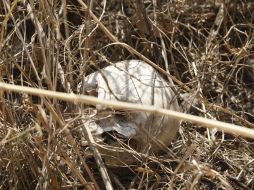 El cráneo fue localizado en un predio conocido como El Potrero.  /