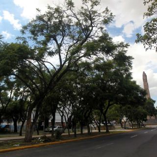 Por obras, tiran nueve árboles en Chapultepec; repondrán 100