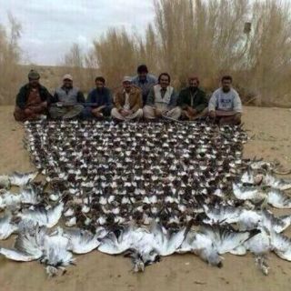 Acusan a príncipe saudí de matar dos mil aves protegidas