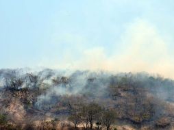 La Conafor señala que muchos dueños de terrenos no permiten que se reforeste. ARCHIVO /