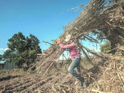 A la cabeza. Jalisco se ha convertido en modelo en producción de agroalimentos.  /