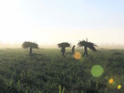 Durante el mes de febrero hubo una mayor producción de cultivos como el maíz en grano y la caña de azúcar, entre otros.  /