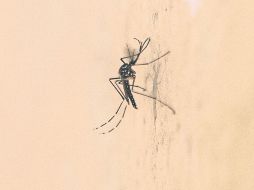 Para algunos expertos, no hay datos suficientes que demuestren que el mosquito modificado reduzca la incidencia del dengue.  /