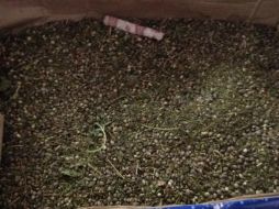 Los sospechosos tenían las semillas en una caja de cartón. ESPECIAL /