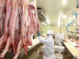 La DEP es generada por un coronavirus que provoca diarrea, vómito y falta de apetito a los lechones. ARCHIVO /