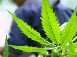 En total se espera que una producción anual de 22 toneladas de mariguana. ARCHIVO /