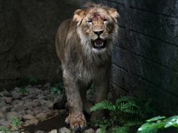 Existen documentos que demuestran que el león fue donado en 2009 por su antiguo propietario. ARCHIVO /