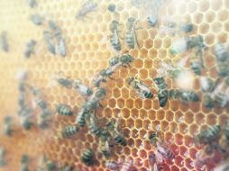 Mal viaje. Desde 2006 se han perdido aproximadamente 10 millones de colmenas de abejas.  /