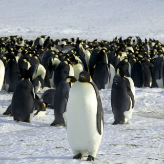 Encuentran virus de gripe aviar en pingüinos de la Antártida