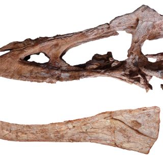 'Pinocho rex', un nuevo tiranosaurio de nariz alargada descubierto en China