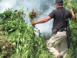 En el territorio de su jurisdicción se encontraron y destruyeron a su vez 299 plantíos de mariguana. ARCHIVO /