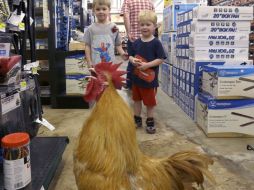 El gallo es de raza Buff Orpington y pasea por la tienda. AP /