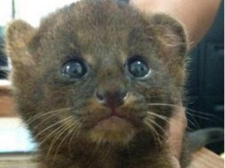 El leoncillo fue trasladado a un zoológico para su observación y cuidado. ESPECIAL /