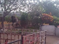 Uno de los toros huyó a un canal donde se resguardó de la persecución.  /