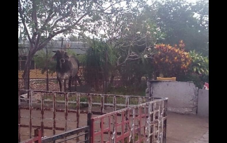 Uno de los toros huyó a un canal donde se resguardó de la persecución.  /