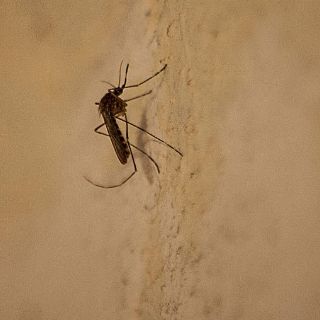 Jalisco tendrá 'insectario' para analizar mosco del dengue